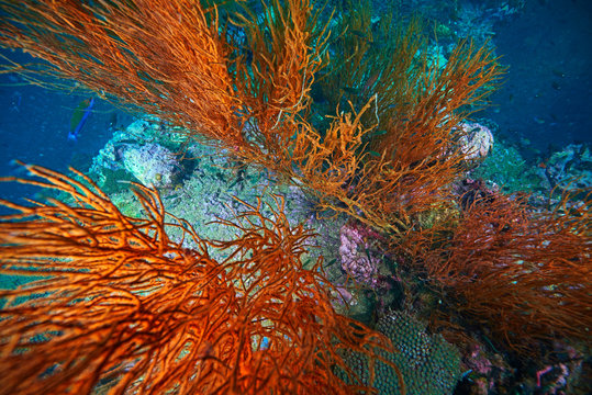 coral reef with tropical fish