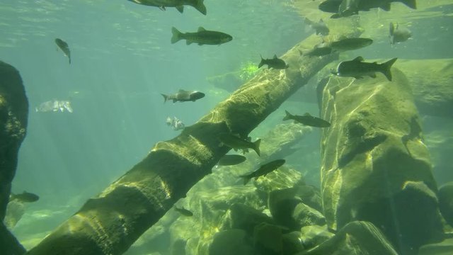 bunch of rainbow trout near some fallen logs