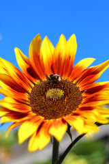 Naklejka premium shaggy bumblebee on a bright beautiful sunflower against the blue sky