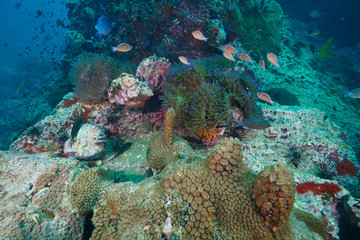 coral reef with tropical fish