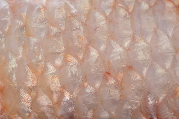 Naklejka na ściany i meble Texture of fish scales (Oreochromis niloticus),(Nile tiapia)