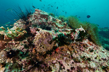 coral reef with tropical fish