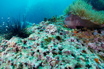 coral and fish
