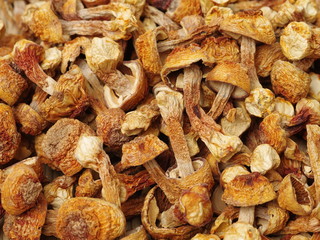 dried mushroom on white background
