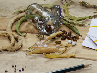 Harvesting and saving heritage and heirloom vegetable, fruit, flower seeds in fall or ready for planting in spring.