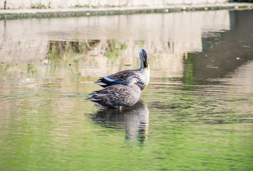寄り添うカルガモ(25-1)