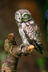 Steinkauz (Athene noctua) im Münsterland