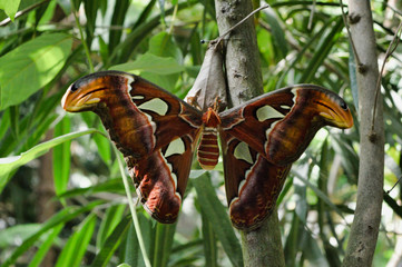 Butterflies, plants and flowers botany