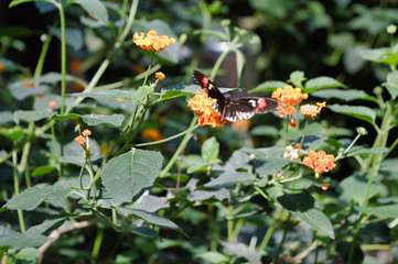 Butterflies, plants and flowers botany