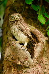Steinkauz (Athene noctua) im Münsterland