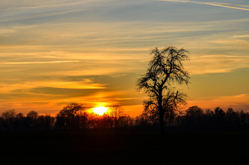 Fototapeta na wymiar Un coucher de soleil avec une silhouette d'arbre