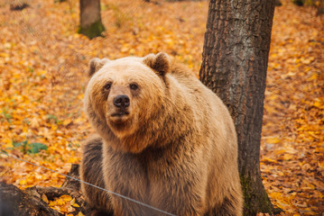 Obraz na płótnie Canvas big brown bear in rehabilitation center autumn season