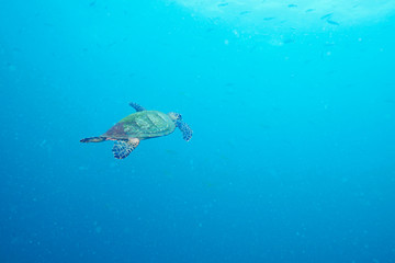 Naklejka na ściany i meble Sea Turtle and reef coral