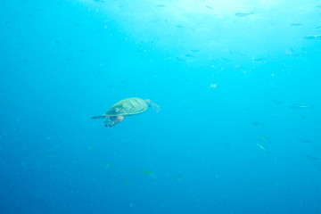 Sea Turtle and reef coral