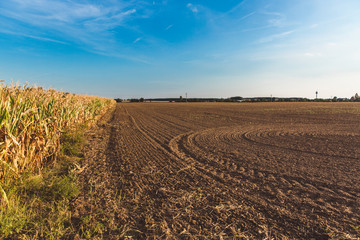 Fototapeta premium The harvest in the corn fields in Hungary. Clear blue sky