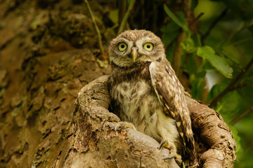 Steinkauz (Athene noctua) im Münsterland