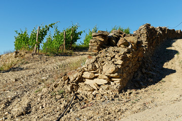 Weinreben am Douro, Nähe Pinhao, Portugal