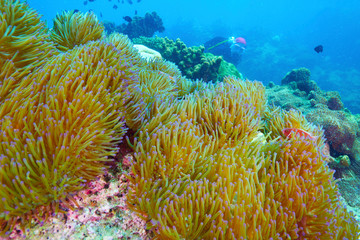 Fototapeta na wymiar soft coral and coral reef