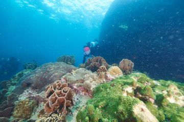 coral and fish