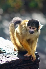Squirrel Monkey Portrait 