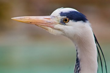 Heron Closeup Portrait 