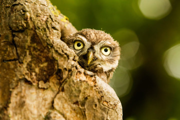 Steinkauz (Athene noctua) im Münsterland