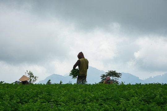 farmers