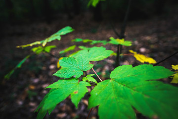 green leaves of a tree