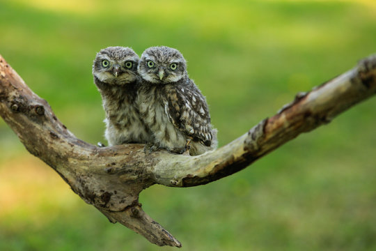 Steink&auml;uze (Athene noctua) im M&uuml;nsterland