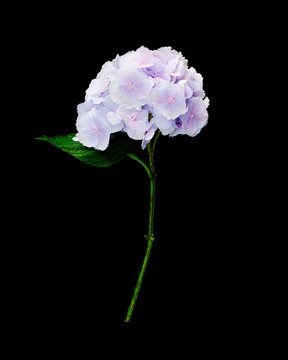 hydrangeas
