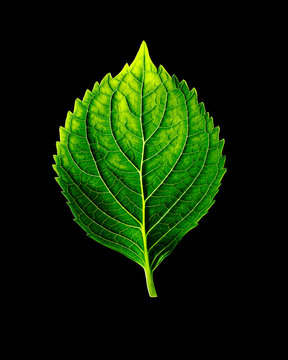 hydrangeas leaf