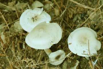 Plants, berries and fungus, Algeria, Africa