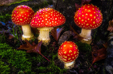fly agaric mushroom in the forest