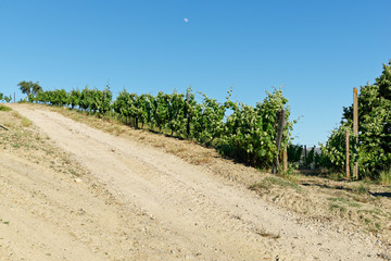 Weinreben am Douro, Nähe Pinhao, Portugal