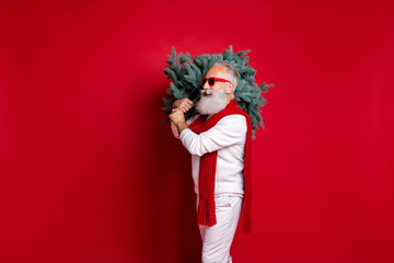 Portrait of his he nice attractive trendy handsome virile strong content cheerful gray-haired man wearing pullover sweater holding festal green tree isolated on bright vivid shine red background
