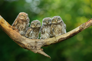 Steinkäuze (Athene noctua) im Münsterland