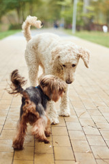 Small and big dogs get to know each other. Relationships, meeting dogs.