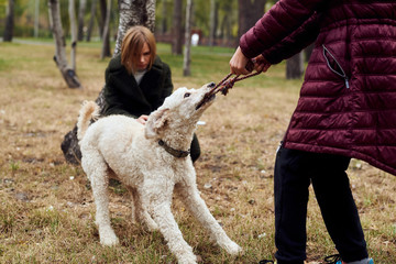 Teen girl playing with a poodle dog in the autumn in the park. The dog pulls a toy, active pastime. The interaction of dogs and humans.