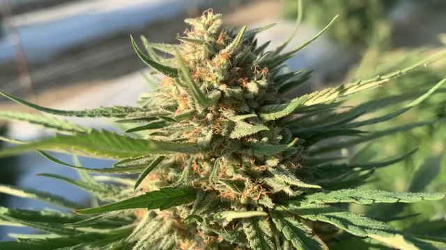 Close up purple dream
