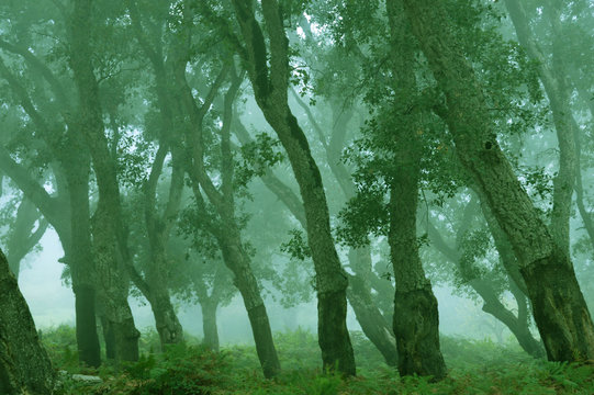 A misty forest, Annaba, Algeria