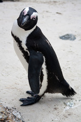 Portrait of African Penguin