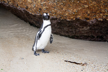 African Penguin