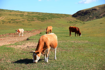 Naklejka na ściany i meble A herd of cattle are eating grass on the grassland