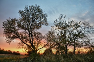 Fototapeta na wymiar arbres et silhouette au lever de soleil