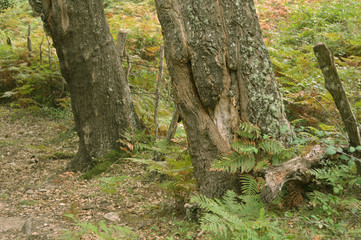 A misty forest, Annaba, Algeria