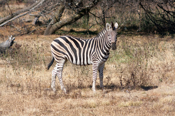 Fototapeta na wymiar Lone Zebra looking at viewer