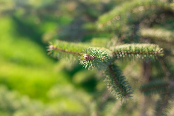 Christmas tree branches in autumn, closeup tree branches, green background