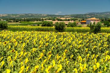 Rural landscape in Maremma at summer