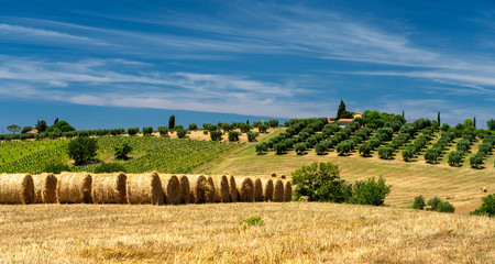 Rural landscape in Maremma at summer