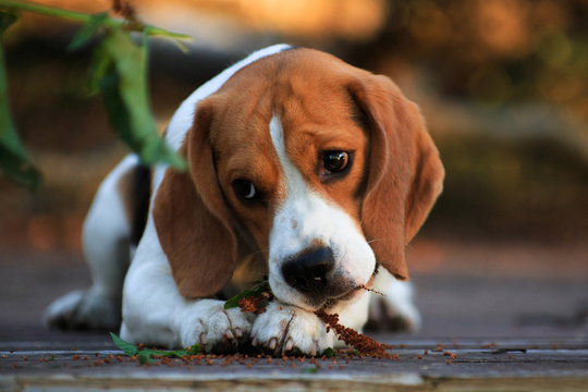 Beagle dog thoughtfully chewing a blade of grass